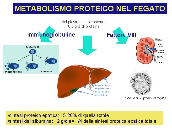 METABOLISMO PROTEICO NEL FEGATO Nel plasma sono contenuti 6 -8 g/dl di proteine immunoglobuline