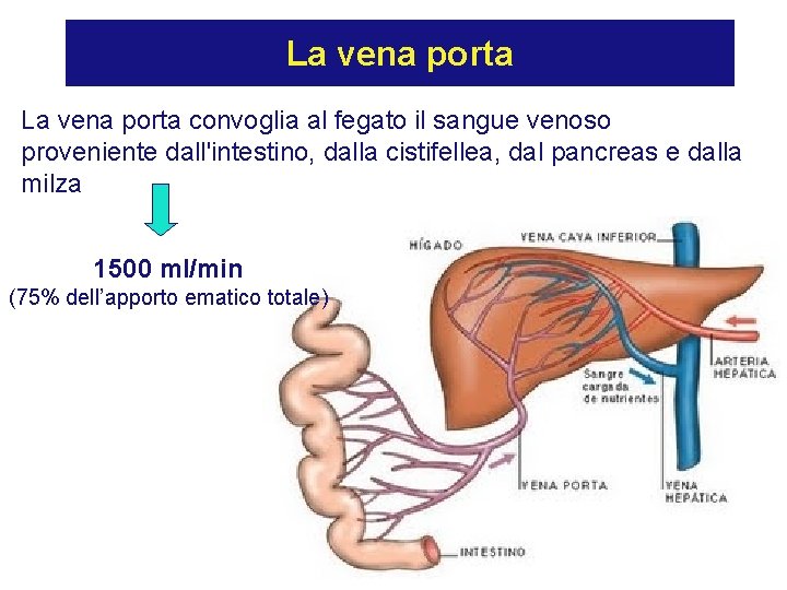 La vena porta convoglia al fegato il sangue venoso proveniente dall'intestino, dalla cistifellea, dal