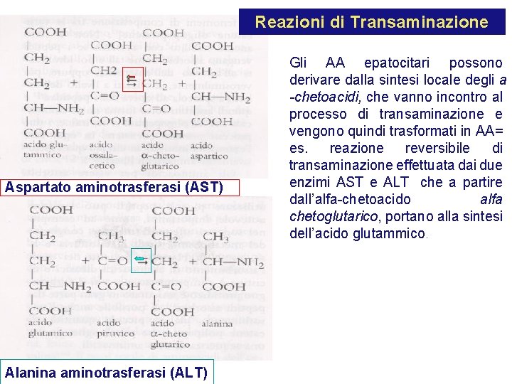 Reazioni di Transaminazione Aspartato aminotrasferasi (AST) Alanina aminotrasferasi (ALT) Gli AA epatocitari possono derivare