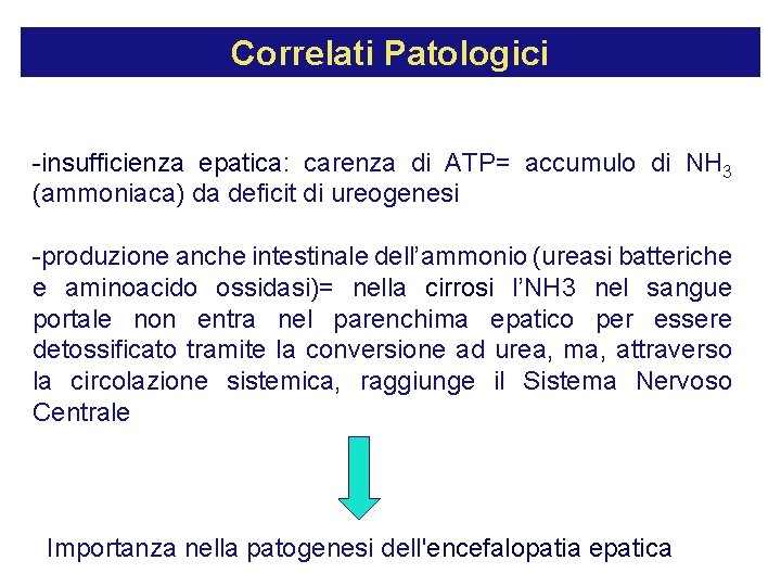 Correlati Patologici -insufficienza epatica: carenza di ATP= accumulo di NH 3 (ammoniaca) da deficit