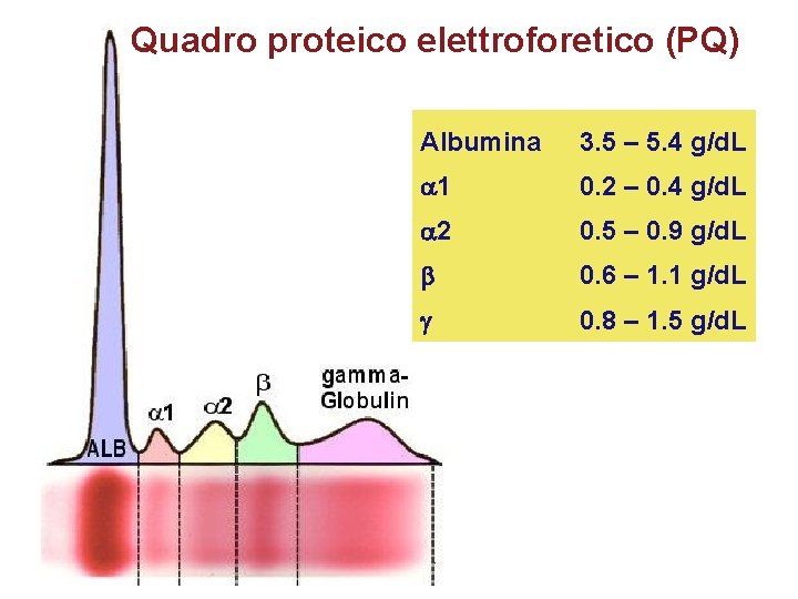 Quadro proteico elettroforetico (PQ) Albumina 3. 5 – 5. 4 g/d. L a 1