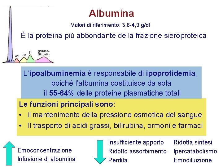 Albumina Valori di riferimento: 3, 6 -4, 9 g/dl È la proteina più abbondante