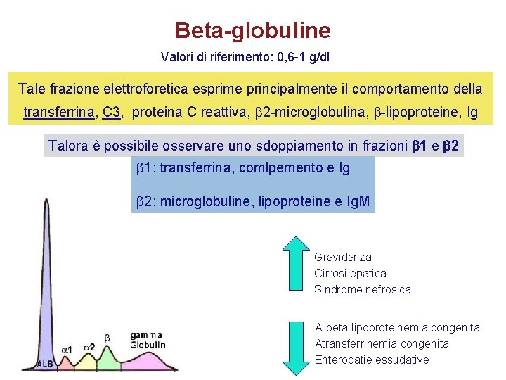 Beta-globuline Valori di riferimento: 0, 6 -1 g/dl Tale frazione elettroforetica esprime principalmente il