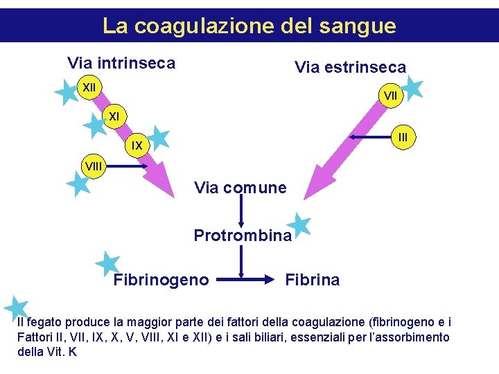 La coagulazione del sangue Via intrinseca Via estrinseca XII VII XI III IX VIII