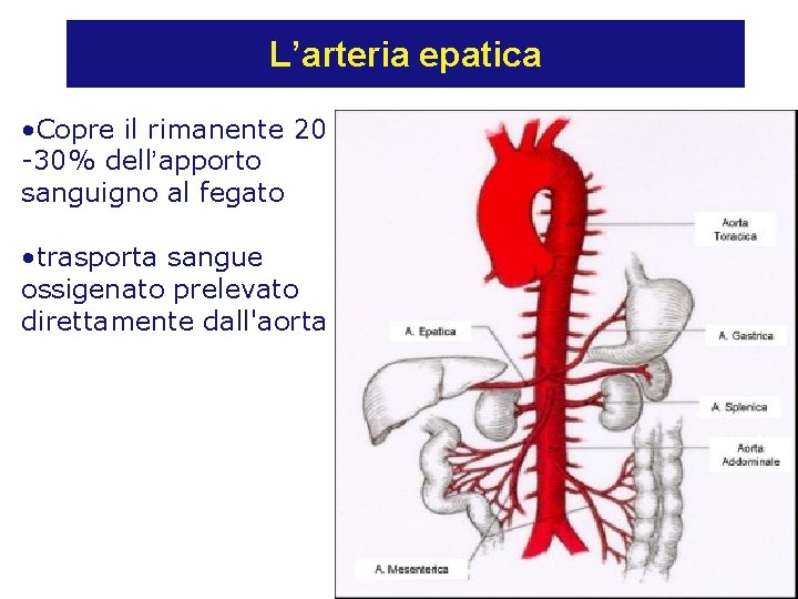 L’arteria epatica • Copre il rimanente 20 -30% dell’apporto sanguigno al fegato • trasporta