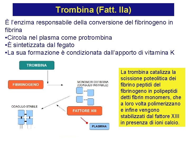 Trombina (Fatt. IIa) È l’enzima responsabile della conversione del fibrinogeno in fibrina • Circola