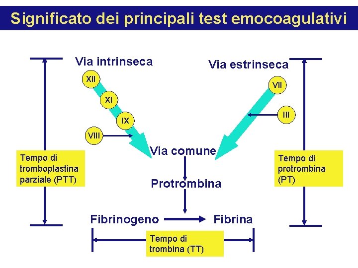 Significato dei principali test emocoagulativi Via intrinseca Via estrinseca XII VII XI III IX