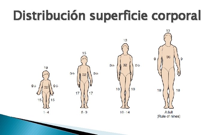 Distribución superficie corporal 