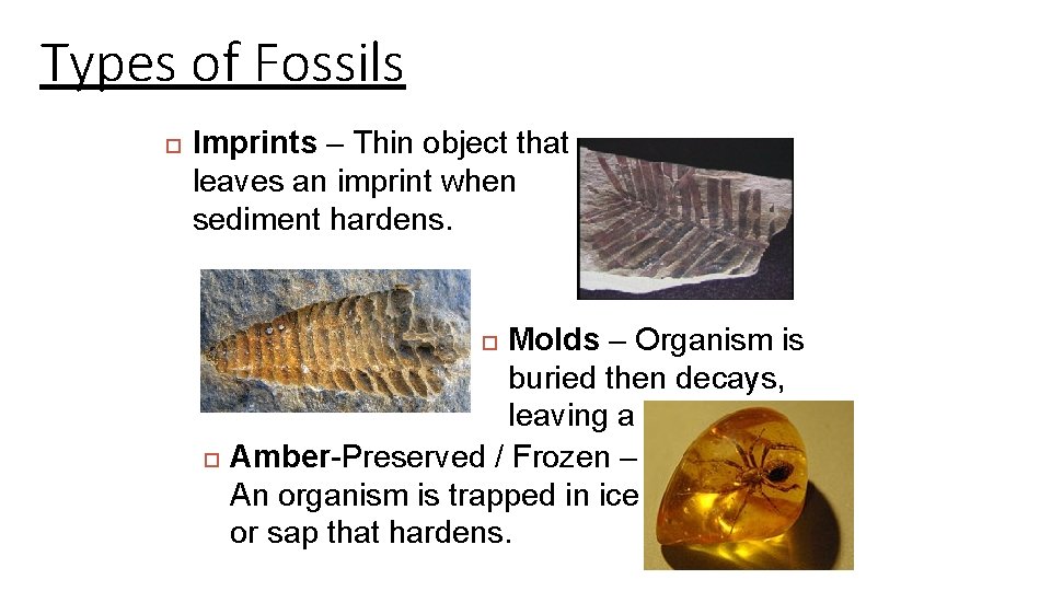 Types of Fossils Imprints – Thin object that leaves an imprint when sediment hardens.