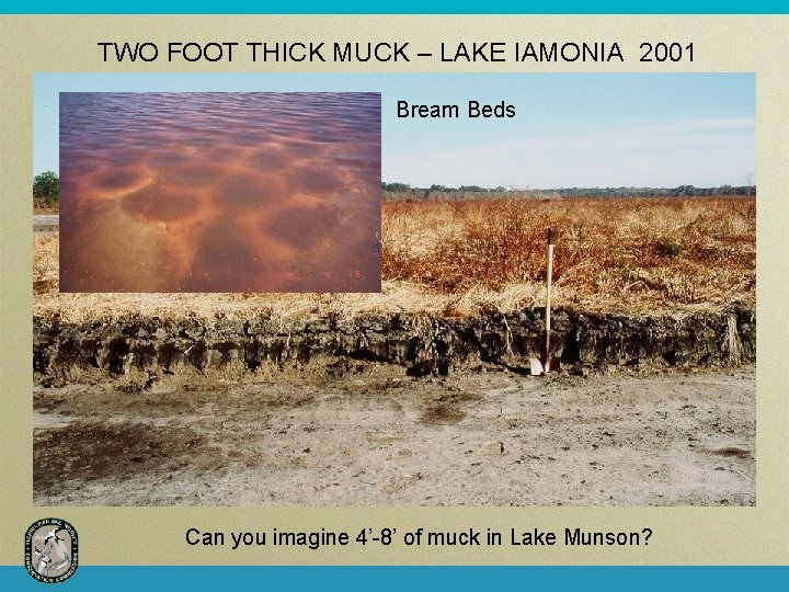 TWO FOOT THICK MUCK – LAKE IAMONIA 2001 Bream Beds Can you imagine 4’-8’