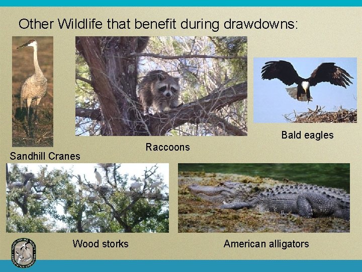 Other Wildlife that benefit during drawdowns: Bald eagles Sandhill Cranes Wood storks Raccoons American