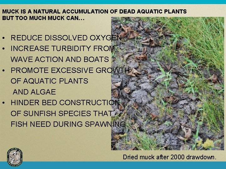 MUCK IS A NATURAL ACCUMULATION OF DEAD AQUATIC PLANTS BUT TOO MUCH MUCK CAN…