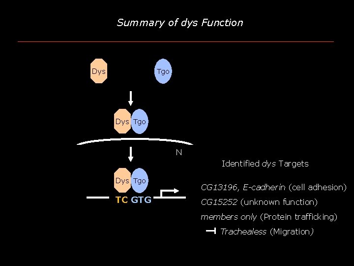 Summary of dys Function Dys Tgo N Identified dys Targets Dys Tgo TC GTG