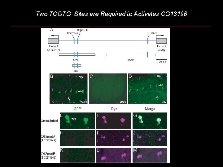 Two TCGTG Sites are Required to Activates CG 13196 