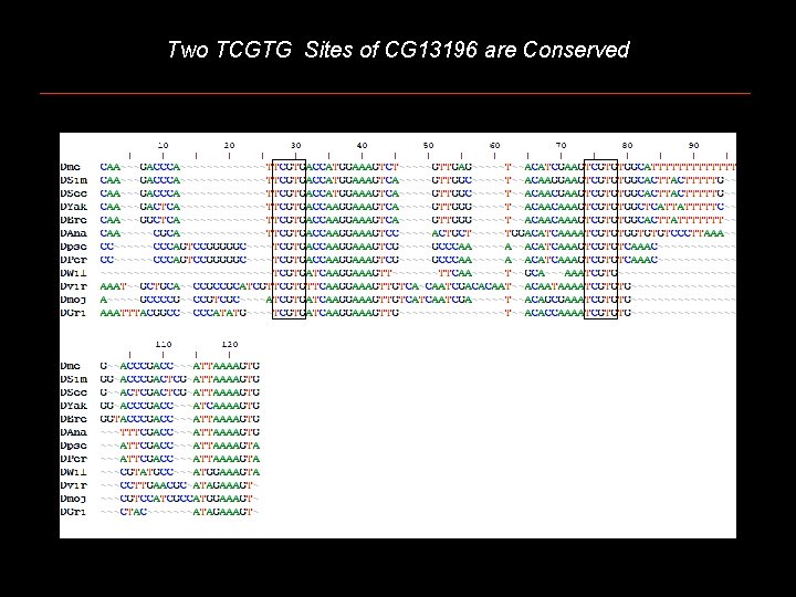 Two TCGTG Sites of CG 13196 are Conserved 