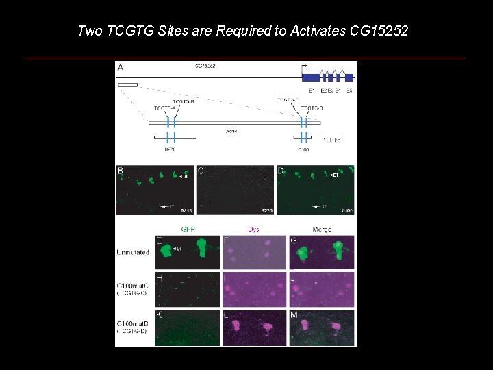 Two TCGTG Sites are Required to Activates CG 15252 