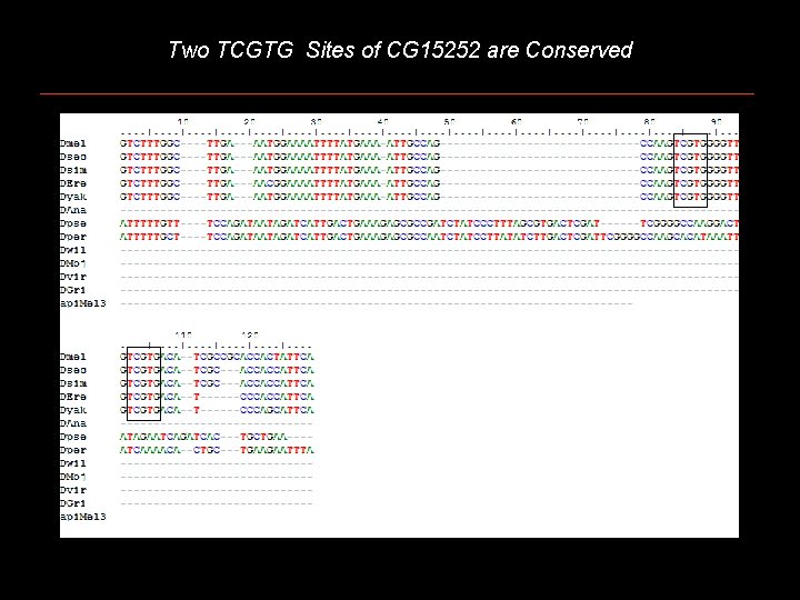 Two TCGTG Sites of CG 15252 are Conserved 