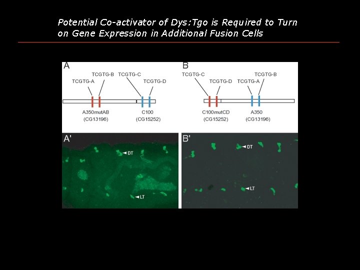 Potential Co-activator of Dys: Tgo is Required to Turn on Gene Expression in Additional