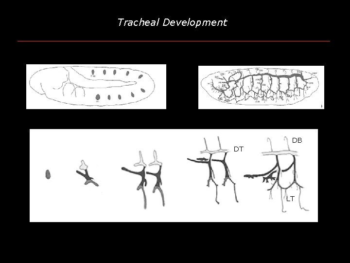 Tracheal Development DB DT LT 