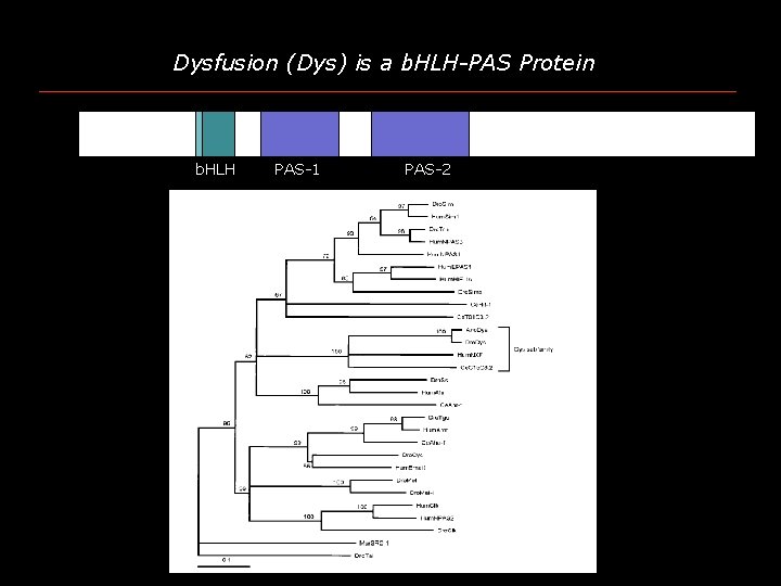 Dysfusion (Dys) is a b. HLH-PAS Protein b. HLH PAS-1 PAS-2 