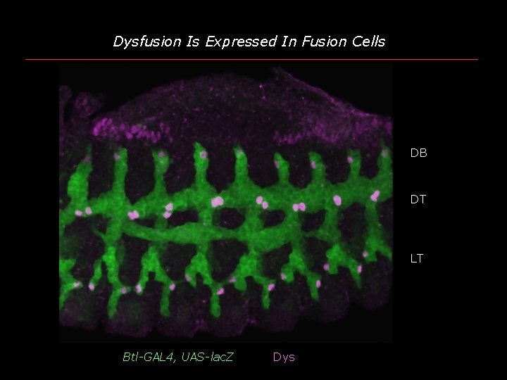 Dysfusion Is Expressed In Fusion Cells DB DT LT Btl-GAL 4, UAS-lac. Z Dys