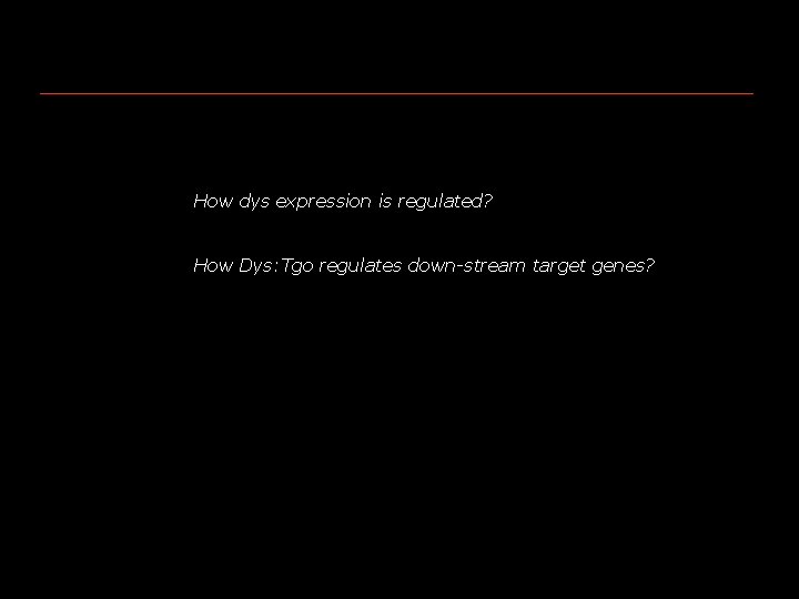 How dys expression is regulated? How Dys: Tgo regulates down-stream target genes? 