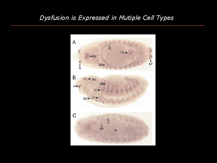 Dysfusion is Expressed in Mutiple Cell Types 