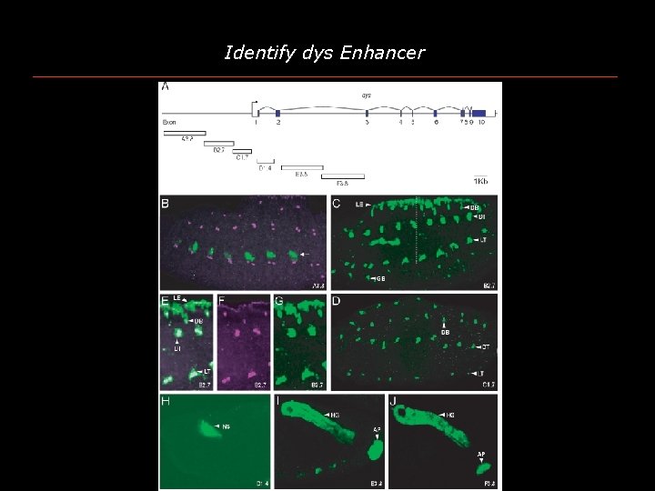 Identify dys Enhancer 