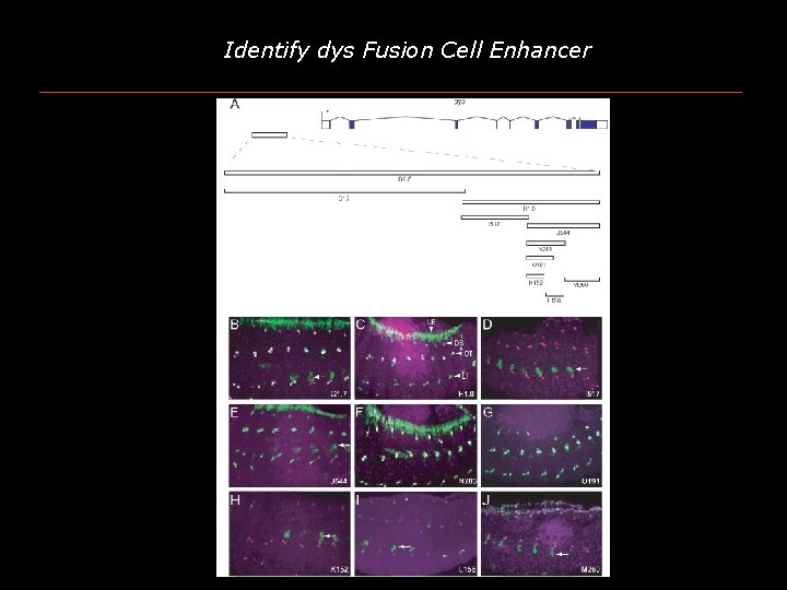 Identify dys Fusion Cell Enhancer 