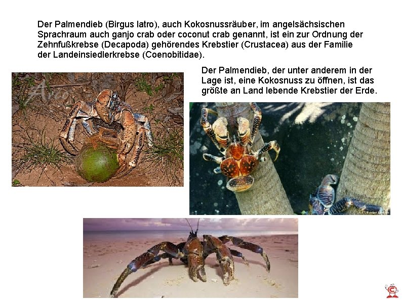 Der Palmendieb (Birgus latro), auch Kokosnussräuber, im angelsächsischen Sprachraum auch ganjo crab oder coconut