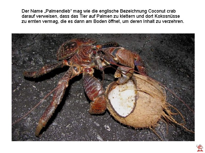 Der Name „Palmendieb“ mag wie die englische Bezeichnung Coconut crab darauf verweisen, dass das