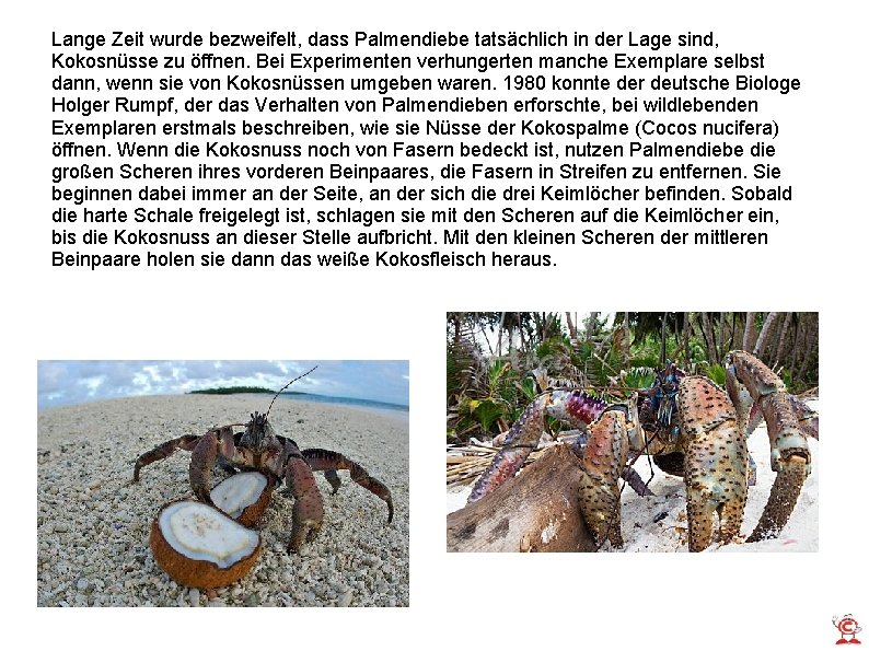 Lange Zeit wurde bezweifelt, dass Palmendiebe tatsächlich in der Lage sind, Kokosnüsse zu öffnen.