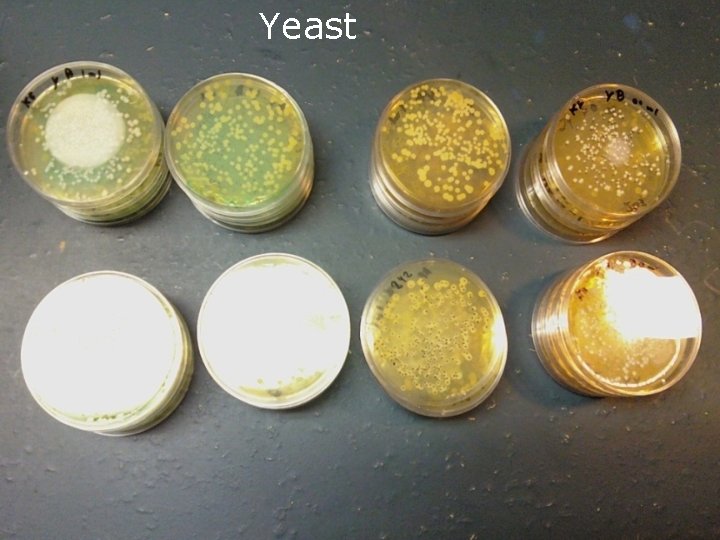 Yeast 