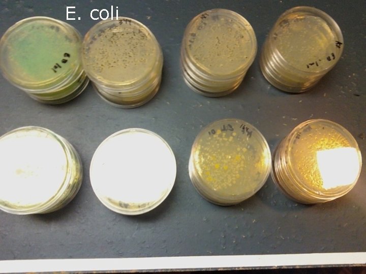 E. coli 