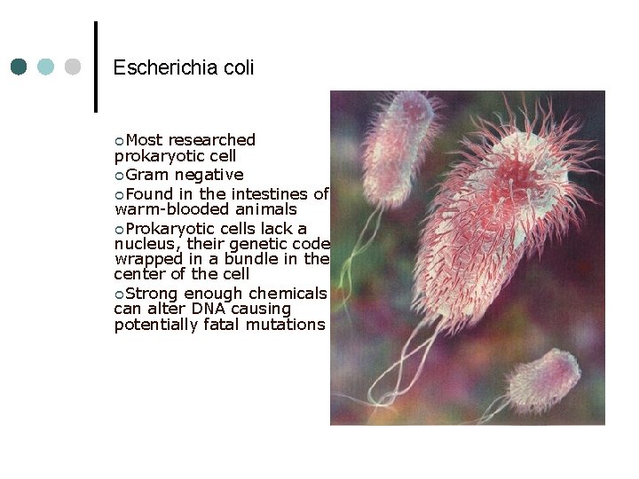Escherichia coli ¢Most researched prokaryotic cell ¢Gram negative ¢Found in the intestines of warm-blooded