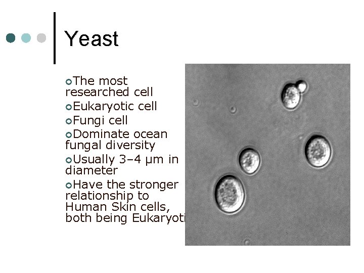 Yeast ¢The most researched cell ¢Eukaryotic cell ¢Fungi cell ¢Dominate ocean fungal diversity ¢Usually