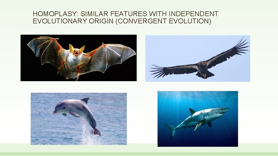 HOMOPLASY: SIMILAR FEATURES WITH INDEPENDENT EVOLUTIONARY ORIGIN (CONVERGENT EVOLUTION) 