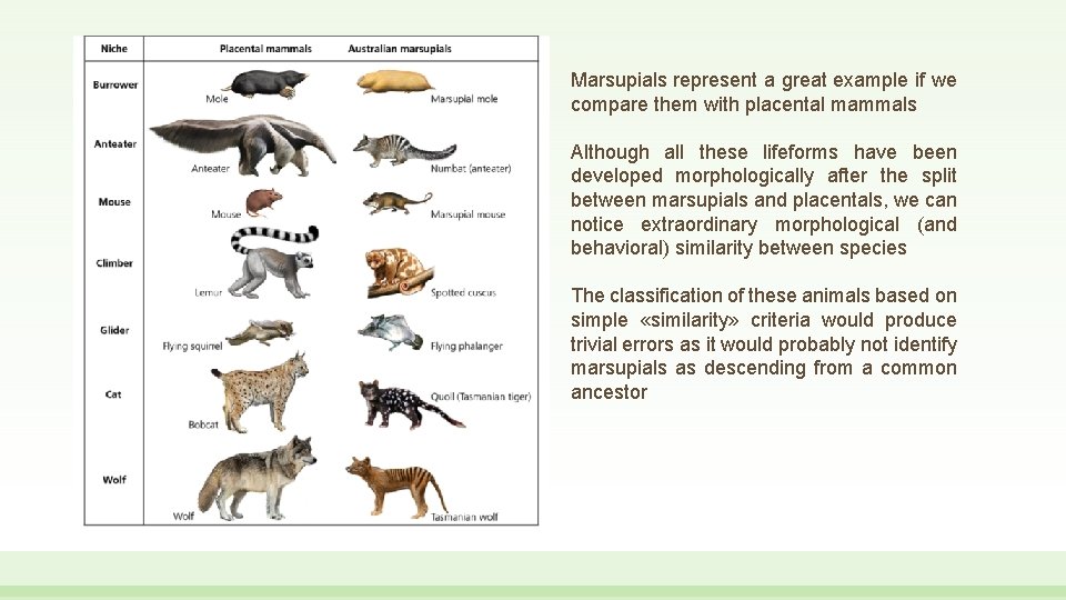 Marsupials represent a great example if we compare them with placental mammals Although all