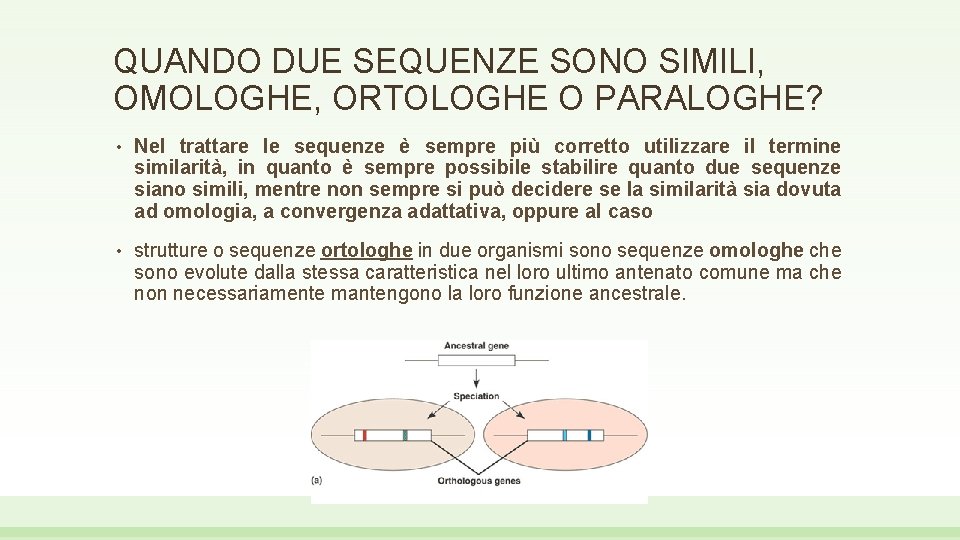 QUANDO DUE SEQUENZE SONO SIMILI, OMOLOGHE, ORTOLOGHE O PARALOGHE? • Nel trattare le sequenze