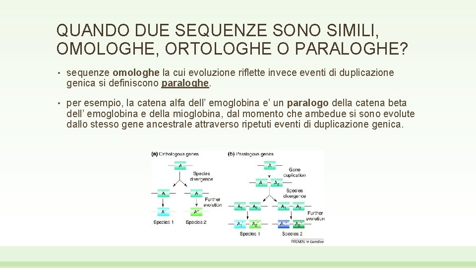 QUANDO DUE SEQUENZE SONO SIMILI, OMOLOGHE, ORTOLOGHE O PARALOGHE? • sequenze omologhe la cui