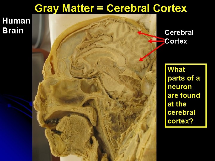 Gray Matter = Cerebral Cortex Human Brain Cerebral Cortex What parts of a neuron