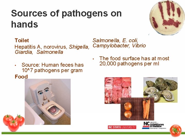 Sources of pathogens on hands Toilet Salmonella, E. coli, Hepatitis A, norovirus, Shigella, Campylobacter,