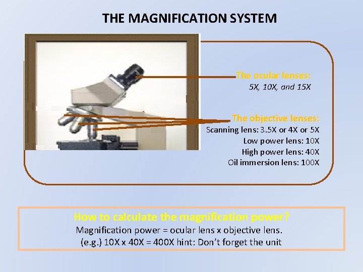 THE MAGNIFICATION SYSTEM The ocular lenses: 5 X, 10 X, and 15 X The