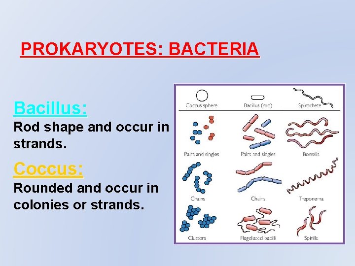 PROKARYOTES: BACTERIA Bacillus: Rod shape and occur in strands. Coccus: Rounded and occur in