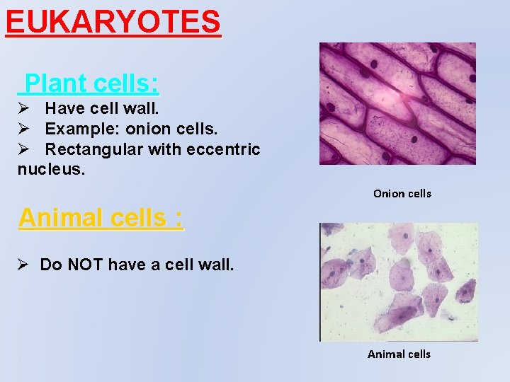 EUKARYOTES Plant cells: Ø Have cell wall. Ø Example: onion cells. Ø Rectangular with