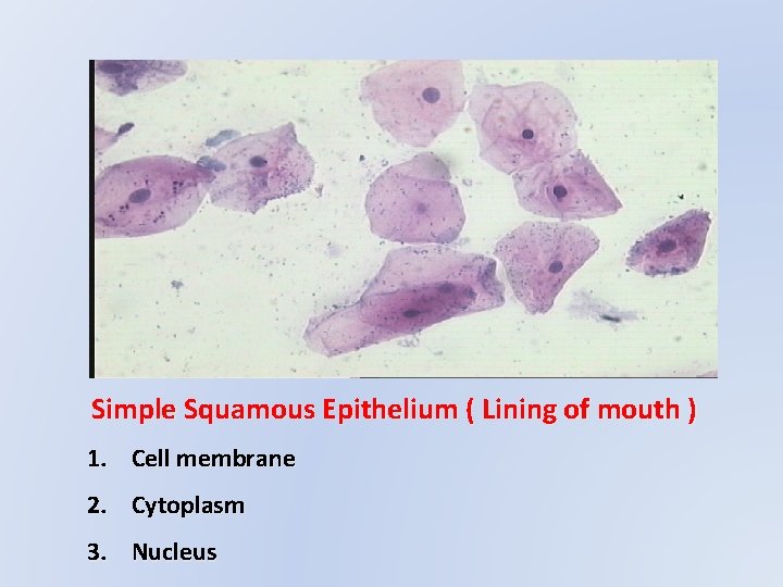 Simple Squamous Epithelium ( Lining of mouth ) 1. Cell membrane 2. Cytoplasm 3.