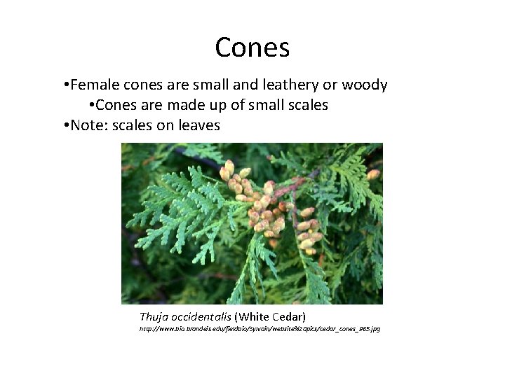 Cones • Female cones are small and leathery or woody • Cones are made Cones • Female cones are small and leathery or woody • Cones are made