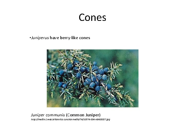 Cones • Juniperus have berry-like cones Juniper communis (Common Juniper) http: //media-2. web. britannica. Cones • Juniperus have berry-like cones Juniper communis (Common Juniper) http: //media-2. web. britannica.