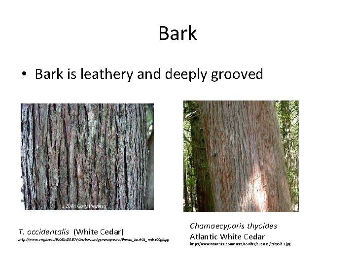 Bark • Bark is leathery and deeply grooved T. occidentalis (White Cedar) http: //www. Bark • Bark is leathery and deeply grooved T. occidentalis (White Cedar) http: //www.