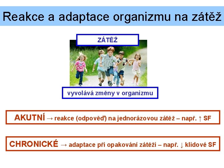 Reakce a adaptace organizmu na zátěž ZÁTĚŽ vyvolává změny v organizmu AKUTNÍ → reakce